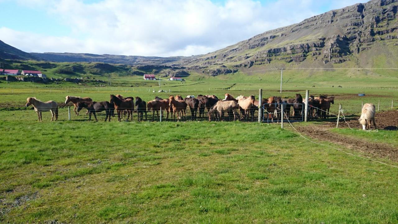 Laekjarhus Farm Holidays Borgarhofn Экстерьер фото